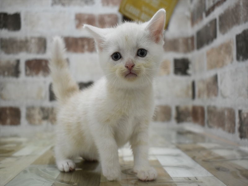 ネコ - 浜松雄踏店 | ペッツワン